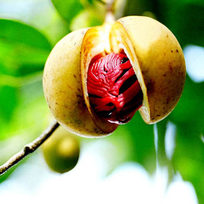 Nutmeg Benefits and Side Effects – Nutmeg Powder Benefits