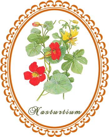 nasturtium