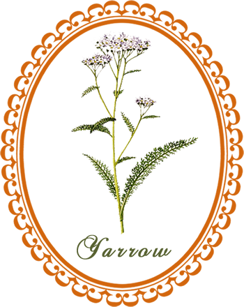 yarrow