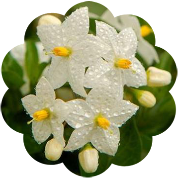 jasmine_jasminum_grandiflora