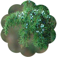 juniper_juniperus_communis