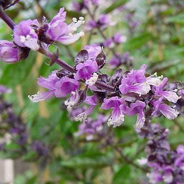 Basil - Ocimum basilicum