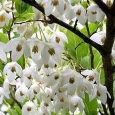 Benzoin - Styrax benzoin Blossoms