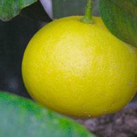 bergamot citrus bergamia