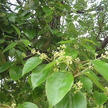 Camphor - Cinnamomum camphora