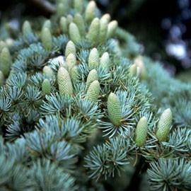 Cedarwood - Cedrus Atlantica