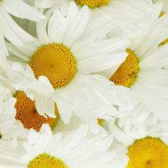 Roman Chamomile - Anthemis nobilis