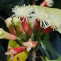 Clove bud -  Eugenia caryophyllus