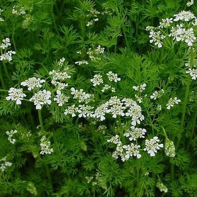 Coriander