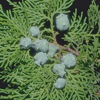 Cypress - Cupressus sempervirens