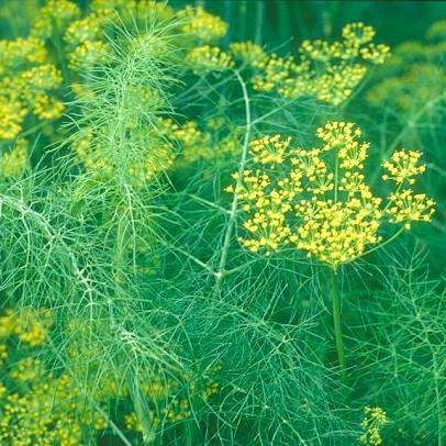 Sweet Fennel