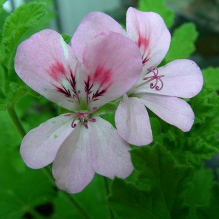 Geranium - Pelargonium graveolens