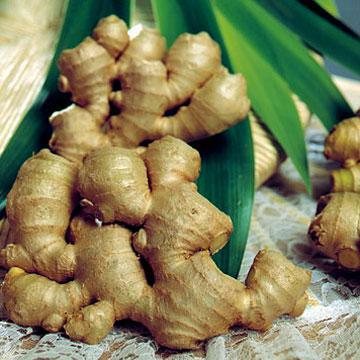Ginger Root and Leaves