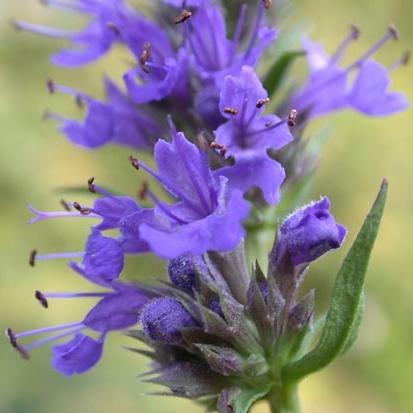 Hyssop