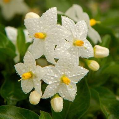 jasmine jasminum grandiflorum 02