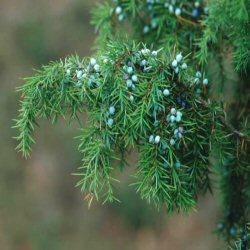 Juniper_Juniperus communis