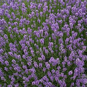 lavender lavandula angustifolia 03