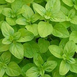 Marjoram - Origanum marjorana