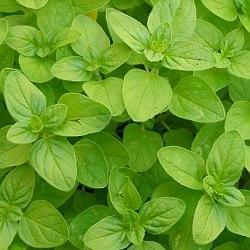 Marjoram - Origanum marjorana