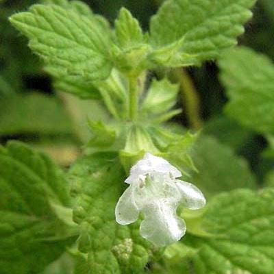 Melissa (Lemon Balm)