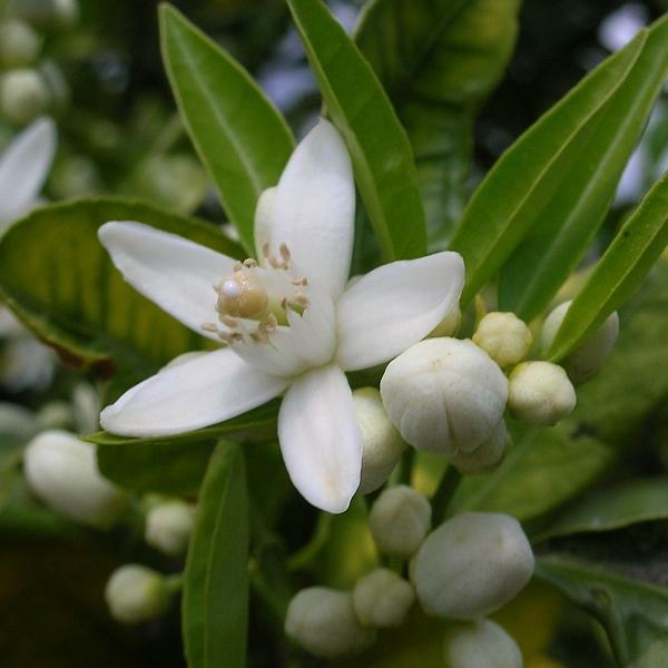 Neroli - Orange Blossom