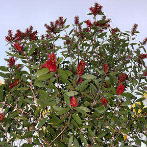 niaouli_melaleuca_viridiflora