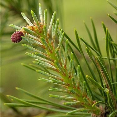 Scotch Pine