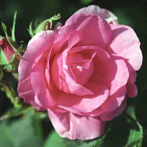 rose_damask_rosa_damascena