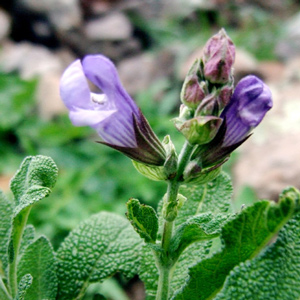 sage_spanish_salvia_lavdndulifolia