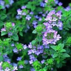 Thyme