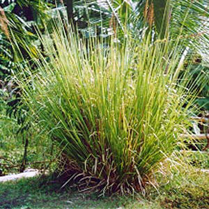 vetiver_vetiveria_zizanoide