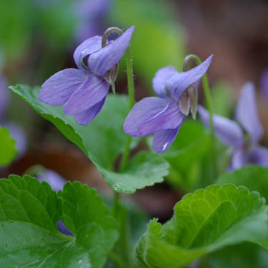 violet_viola_odorata