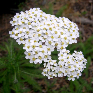 yarrow_achillea_millefolium