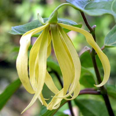 Ylang Ylang