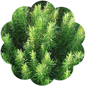 rosemary