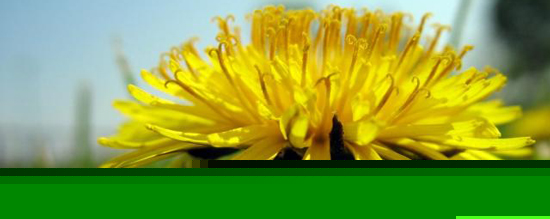 dandelion_flower