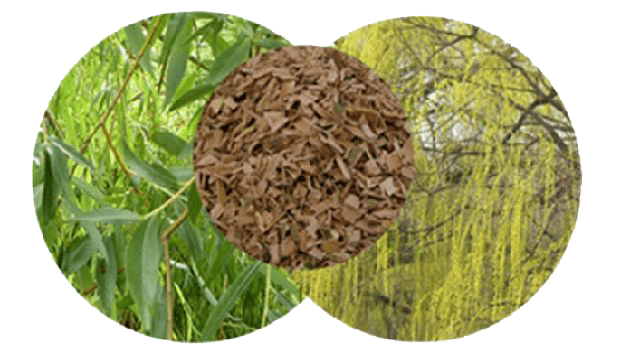 How to Use White Willow Bark white willow bark trio min