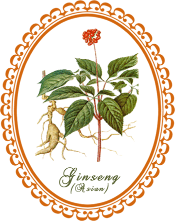 panax_ginseng