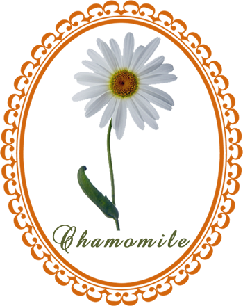 chamomile