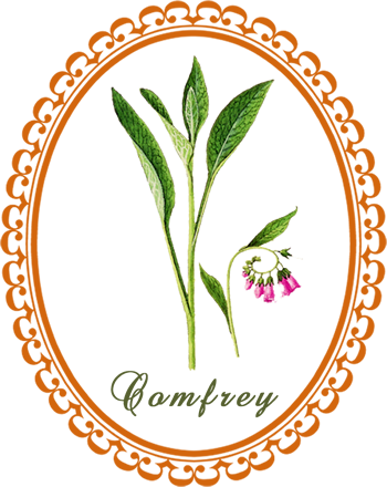 comfrey