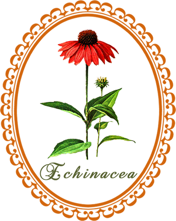 echinacea