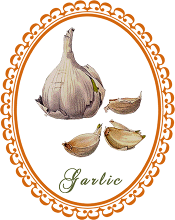 garlic