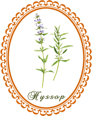 hyssop