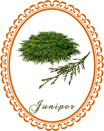 juniper