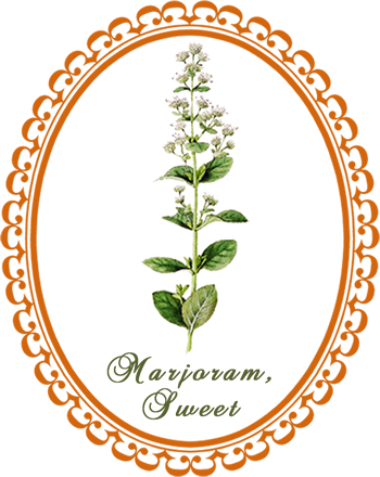 marjoram