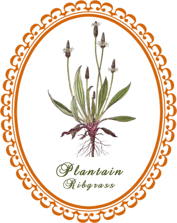 plantain_ribgrass