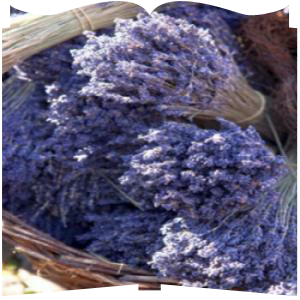 lavender_bundle