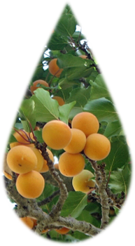 apricot