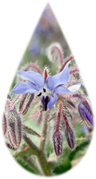 borage