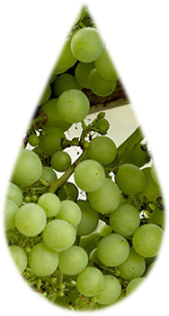 grapes